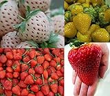 Erdbeeren-Sortiment XXL (Weisse+Gelbe+Rote+Riesenerdbeeren) 80++ Samen (Die Gartensensation) Foto, bester Preis 6,99 € neu 2024