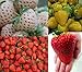 Foto Erdbeeren-Sortiment XXL (Weisse+Gelbe+Rote+Riesenerdbeeren) 80++ Samen (Die Gartensensation)