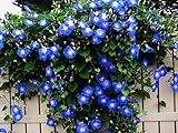 Blue Morning Glory Climbing Vine | 100 Seeds to Plant | Beautiful Flowering Vine Photo, best price $6.96 ($0.07 / Count) new 2024