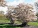 Foto Kupfer-Felsenbirne - Weiße Blüte - Amelanchier lamarckii Containerware 80-100 cm - Garten von Ehren®