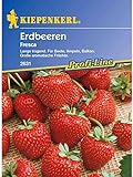 Erdbeeren Fresca Foto, bester Preis 5,14 € neu 2024