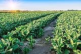 Sugar Beets Deer Food Plot Seeds - 500 Seeds to Grow - Whitetail Deer Go Wild for Sugar Beets Photo, best price $9.98 ($0.02 / Count) new 2024