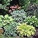 Photo Mixed Hosta Perennials (6 Pack of Bare Roots) - Great Hardy Shade Plants