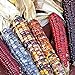 Photo Corn Seeds- Indian Ornamental,25 Count 