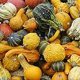 100 Stück Kürbiskerne Natürliche dekorative hochkeimende gemischte kleine Kürbis-Gemüsesamen für Gärten Foto, bester Preis 7,66 € neu 2024