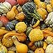 Foto 100 Stück Kürbiskerne Natürliche dekorative hochkeimende gemischte kleine Kürbis-Gemüsesamen für Gärten