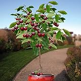 10 Seeds Dwarf Cherry Tree Self-Fertile Fruit Tree Indoor/Outdoor Photo, best price $7.95 ($0.80 / Count) new 2024