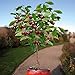 Photo 10 Seeds Dwarf Cherry Tree Self-Fertile Fruit Tree Indoor/Outdoor