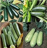 David's Garden Seeds Collection Set Zucchini 9835 (Green) 4 Varieties 100 Non-GMO, Open Pollinated Seeds Photo, best price $16.95 ($4.24 / Count) new 2024