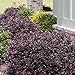 Photo Purple Diamond Loropetalum (2 Gallon) Flowering Evergreen Shrub with Purple Foliage and Pink Blooms - Full Sun to Part Shade Live Outdoor Plant - Southern Living Plants…