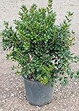 Dwarf Burford Holly (2.4 Gallon) Compact Evergreen Shrub with Glossy Green Foliage - Full Sun Live Outdoor Plant… Photo, best price $45.47 new 2024