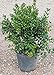 Photo Dwarf Burford Holly (2.4 Gallon) Compact Evergreen Shrub with Glossy Green Foliage - Full Sun Live Outdoor Plant…