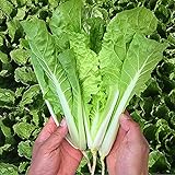 MOCCUROD 200+Pak Choi Seeds Green Stem Cabbage Bok Choy Four Season Vegetable Photo, best price $7.99 ($0.04 / Count) new 2024