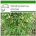 Foto SAFLAX - Bambú de Calcuta - 50 semillas - Con sustrato estéril para cultivo - Dendrocalamus strictus