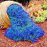 500 Stück Rock Cress Seeds Leicht zu züchten Bodendecker Blume Mehrfarbige Grünlandpflanzensamen für Rasen - Blau Foto, bester Preis 3,59 € neu 2024
