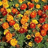 Outsidepride Marigold Flower Seed Mix - 1000 Seeds Photo, best price $6.49 ($0.01 / Count) new 2024