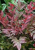 Southern Living Plant Collection Obsession Nandina (2.5 Quart) Multicolor Evergreen Shrub with Brilliant Red New Foliage - Full Sun to Part Shade Live Outdoor Plant Photo, best price $21.50 new 2024