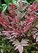 Photo Southern Living Plant Collection Obsession Nandina (2.5 Quart) Multicolor Evergreen Shrub with Brilliant Red New Foliage - Full Sun to Part Shade Live Outdoor Plant