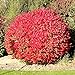 Photo Pixies Gardens Burning Bush Plant Live Shrub | Blue-Green Colored Leaves | Summer Turns Into Fiery Red Autumn Landscape (1 Gallon Bare-Root)