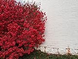 Greenwood Nursery / Live Shrub Plants (Large Selection Inside) - Dwarf Burning Bushes - [Qty: 5 Bare Root Plants] Photo, best price $36.99 ($7.40 / Count) new 2024