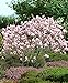 Foto Magnolia x soulangeana | Magnolien Strauch | Magnolienbaum Winterhart | Winterharte Pflanzen für Garten | Höhe 120-140cm | Topf 10L