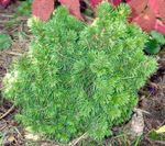 Photo Alberta Spruce, Black Hills Spruce, White Spruce, Canadian Spruce, green
