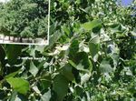 სურათი საერთო ცაცხვი, ცაცხვის ხე, Basswood, ლაიმის ყვავილი, ვერცხლის ცაცხვის, მწვანე