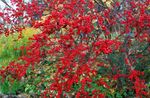 Photo Holly, Black alder, American holly, red