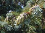 Foto Douglas Gran, Oregon Pine, Rød Gran, Gul Gran, Falsk Gran, sølvfarvede