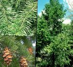 foto Douglas Spar, Oregon Pine, Rood Spar, Geel Spar, Valse Sparren, groen