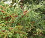 Photo Barberry, Japanese Barberry, green