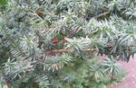 English yew, Canadian Yew, Ground Hemlock 