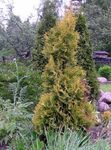 フォト ヒノキ科クロベ属の木, 黄