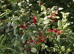 foto Zilver Buffels Berry, Foamberry Soapberry, Soopalollie, Canadese Buffaloberry, groen