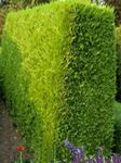 Fil Leyland Cypress, gul