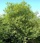 φωτογραφία Γυαλιστερό Buckthorn, Σκλήθρα Buckthorn, Fernleaf Buckthorn, Tallhedge Buckthorn, πράσινος