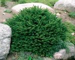 Photo Birdsnest spruce, Norway Spruce, green
