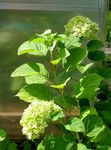 Foto Glatte Hydrangea, Wild Hydrangea, Sevenbark, grün