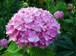 fénykép Közös Hortenzia, Bigleaf Hortenzia, Francia Hortenzia, rózsaszín