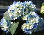 Foto Gemeinsame Hydrangea, Hydrangea Bigleaf, Französisch Hortensien, hellblau