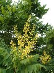 fotografija Zlati Dež Drevo, Panicled Goldenraintree, rumena