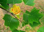 Лириодендрон тюльпанный (Тюльпанное дерево)