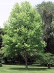 φωτογραφία Δέντρο Τουλίπα, Κίτρινο Λεύκες, Μανόλιας Τουλίπα, Whitewood, κίτρινος