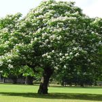 Foto Lõuna Catalpa, Catawba, India Bean Tree, valge