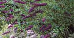 Nuotrauka Drugelis Krūmas, Vasaros Alyvinė, violetinė