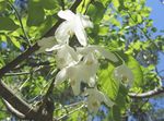 Photo Silverbell, Snowdrop tree, , white