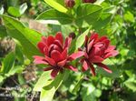 foto Arbusto Doce, Pimenta Da Jamaica Carolina, Arbusto De Morango, Bubby Arbusto, Doce Betsy, vermelho