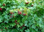 Fil European Cranberry Viburnum, Europé Snöbollsbuske, Guelder Rose, vit