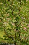Bilde Oleaster, Kirsebær Silverberry, Goumi, Sølv Buffaloberry, gul