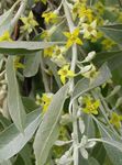 Foto Acebuche, Silverberry Cereza, Goumi, Buffaloberry Plata, amarillo